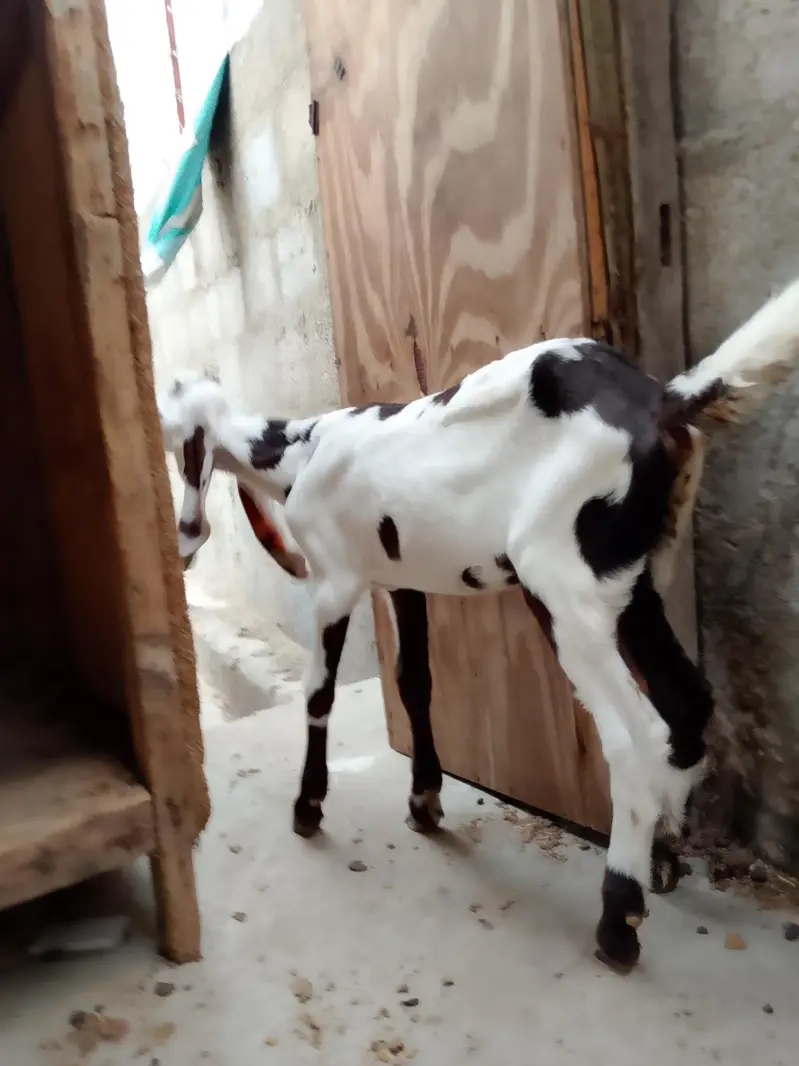 4 goats — photo 2
