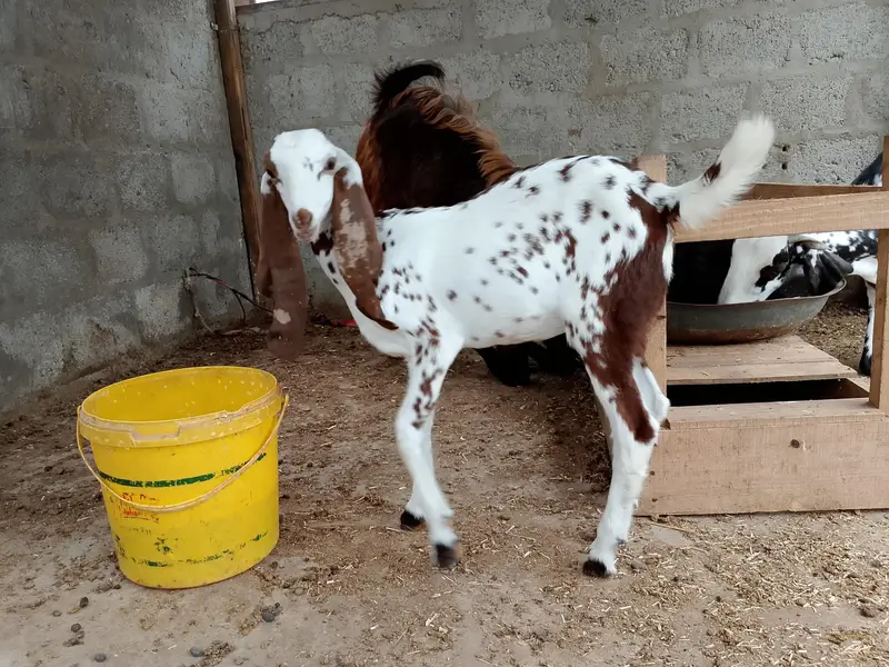 4 goats — photo 4