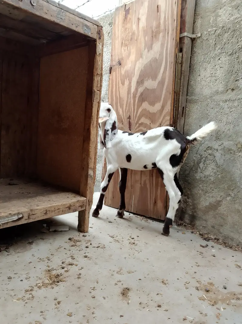 4 goats — photo 5