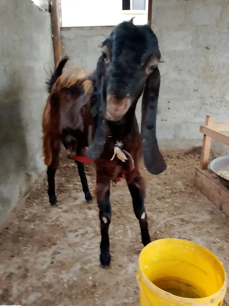 4 goats — photo 6