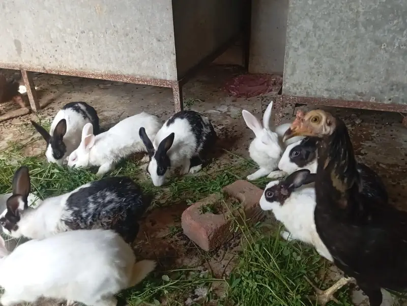 Red eyes Rabbit's