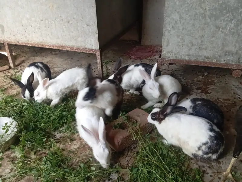 Red eyes Rabbit's — photo 2