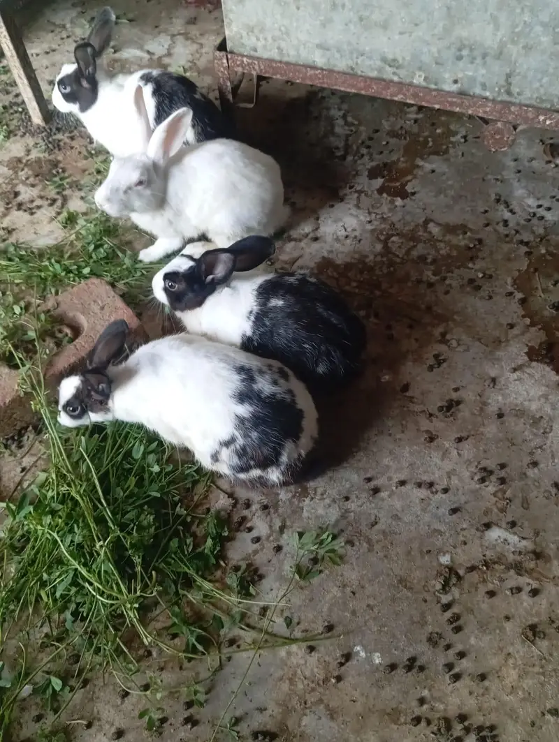 Red eyes Rabbit's — photo 3