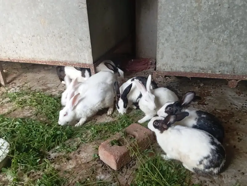 Red eyes Rabbit's — photo 4