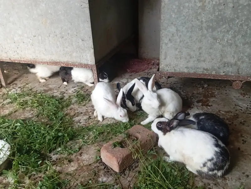 Red eyes Rabbit's — photo 5