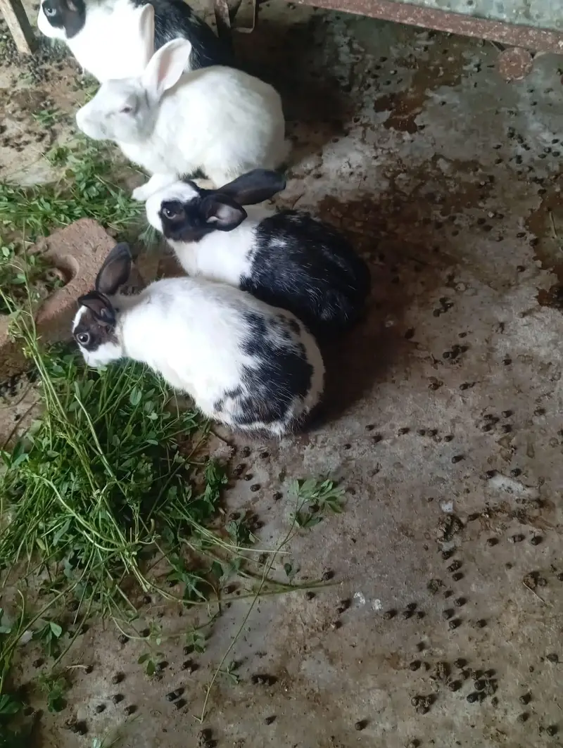 Red eyes Rabbit's — photo 6