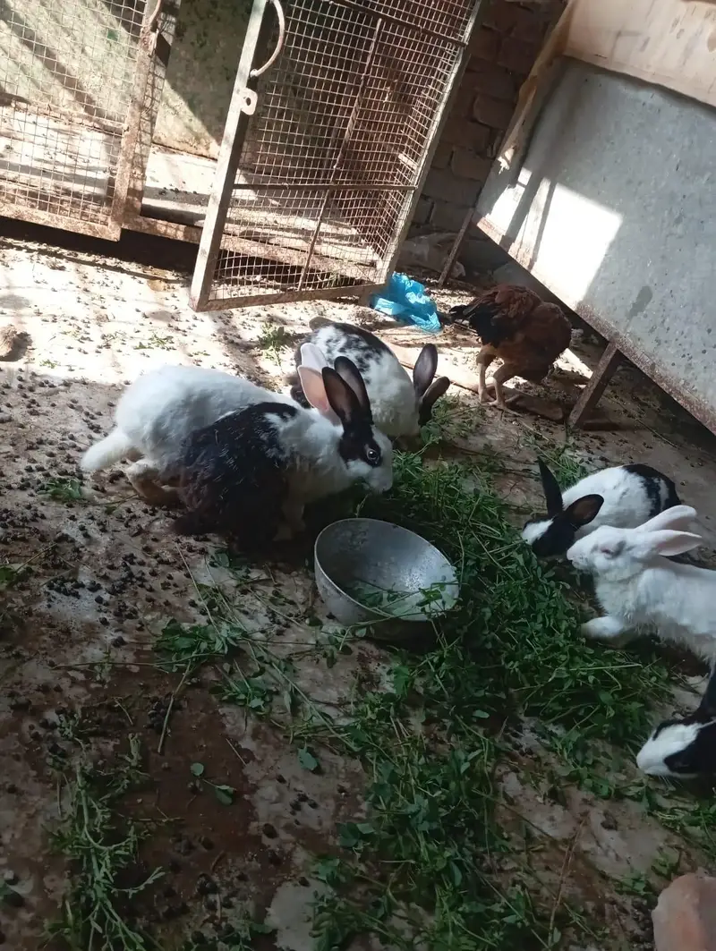Red eyes Rabbit's — photo 7