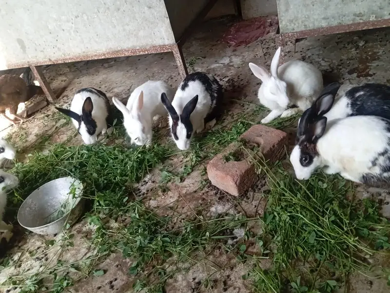 Red eyes Rabbit's — photo 8