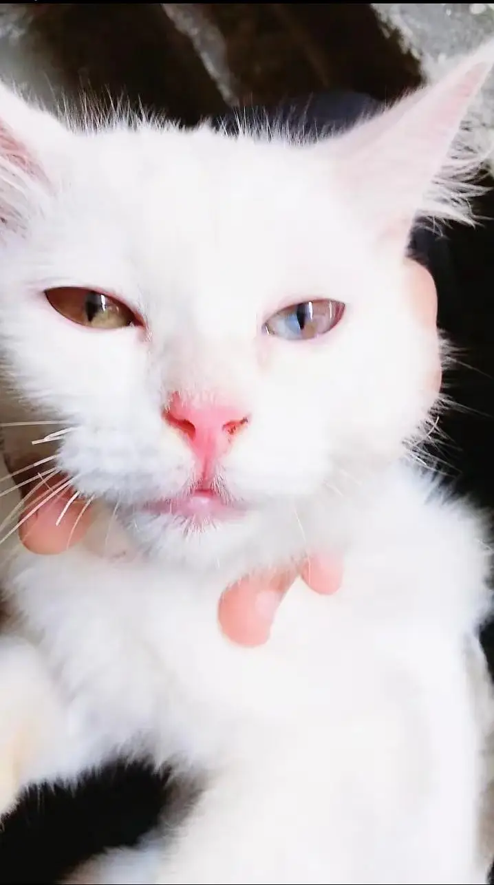 Cute White Turkish Angora Kitten (Fully Vaccinated) — photo 2