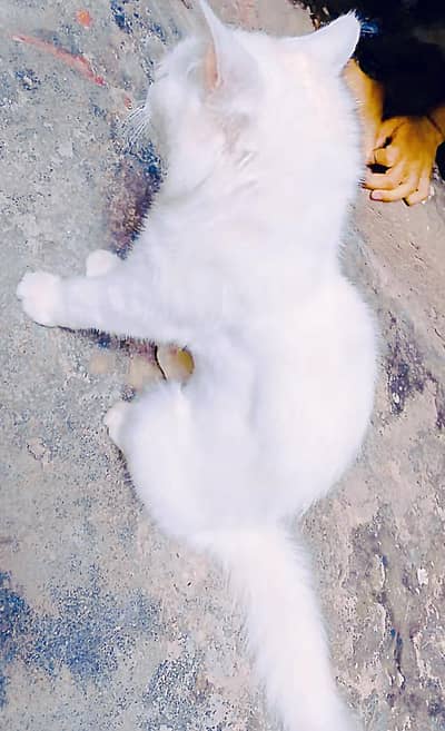 Cute White Turkish Angora Kitten (Fully Vaccinated)