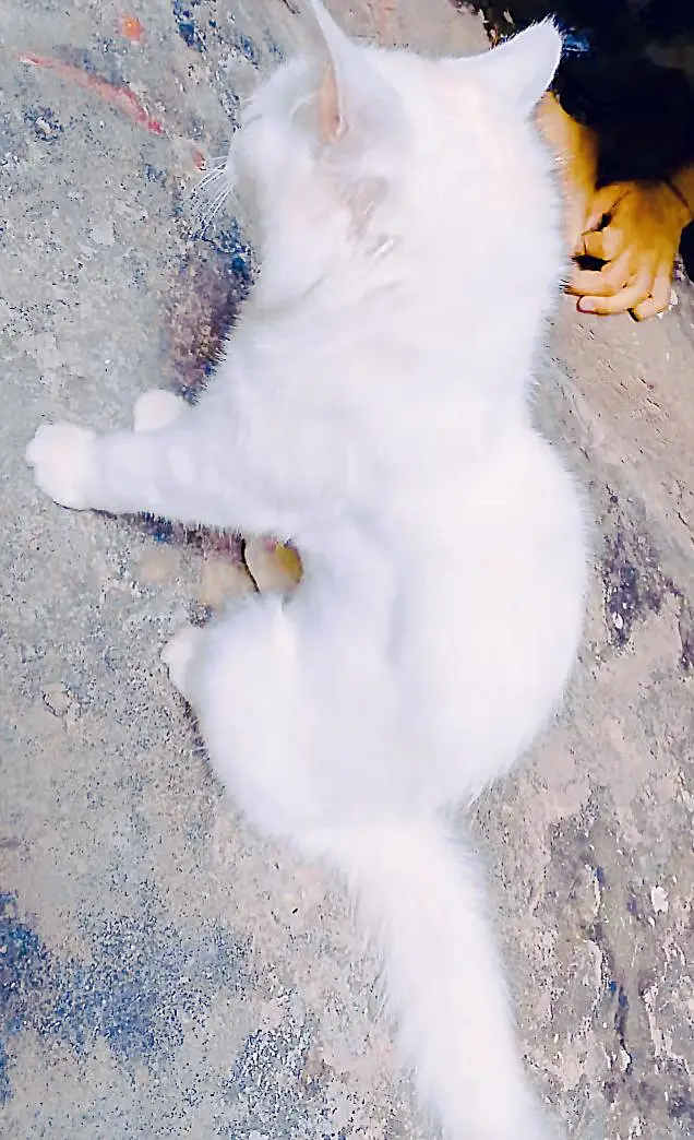 Cute White Turkish Angora Kitten (Fully Vaccinated) — photo 4