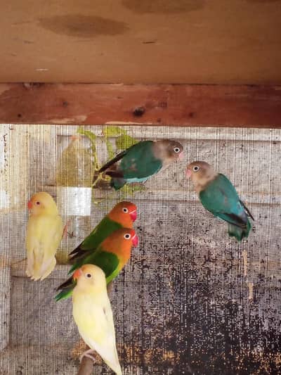 Love bird pairs for sale