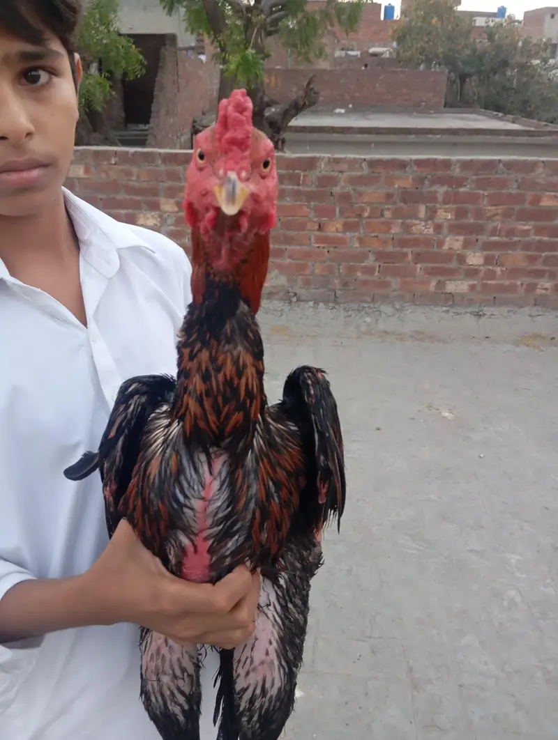 aseel chilks for sale — photo 2