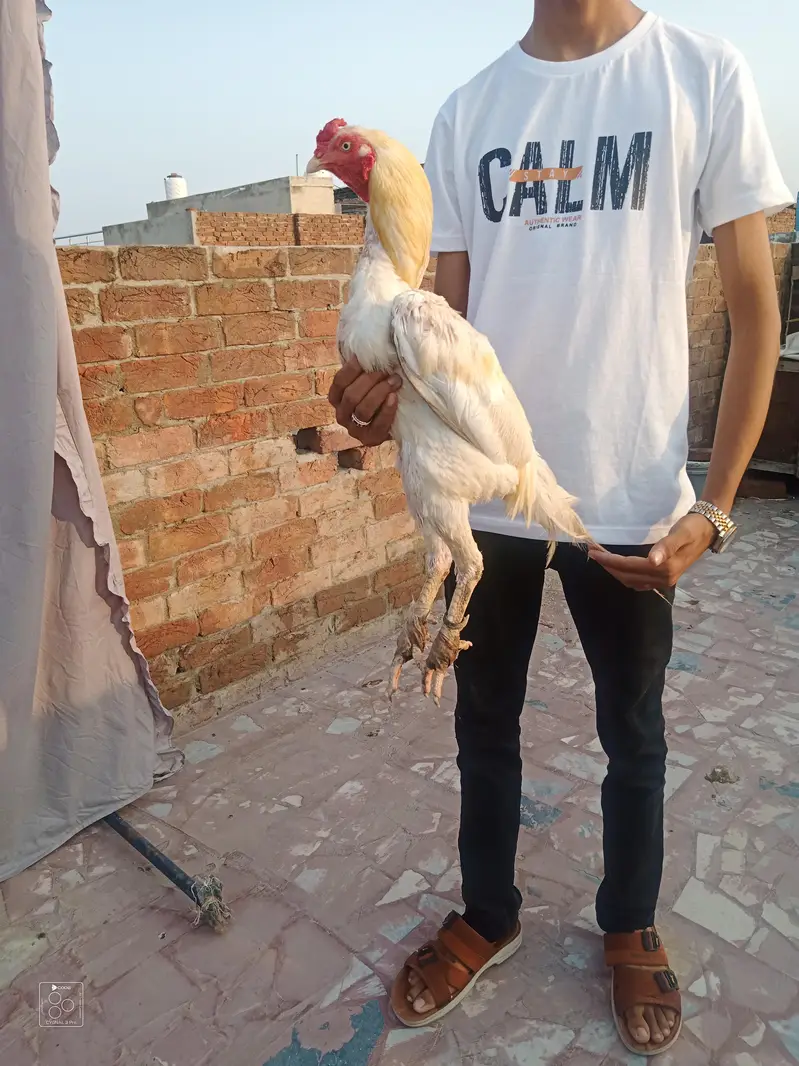High quality aseel Hira — photo 2