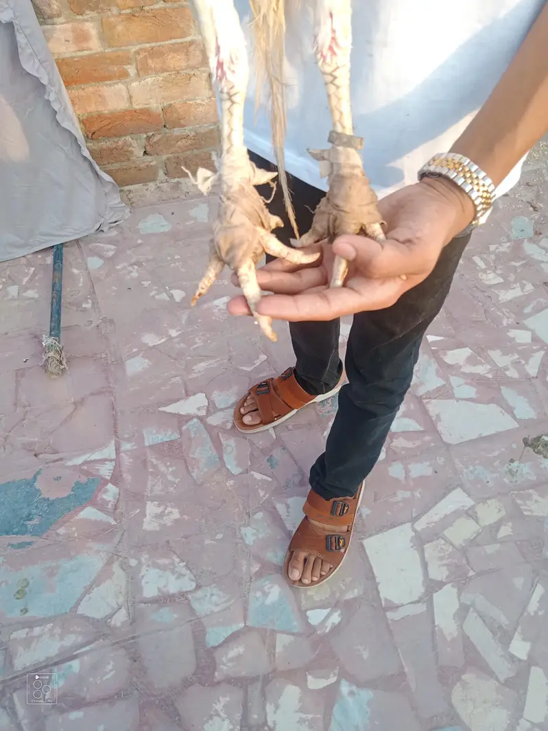 High quality aseel Hira — photo 3
