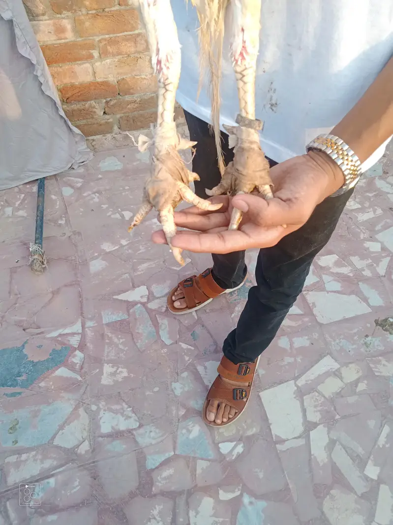 High quality aseel Hira — photo 4