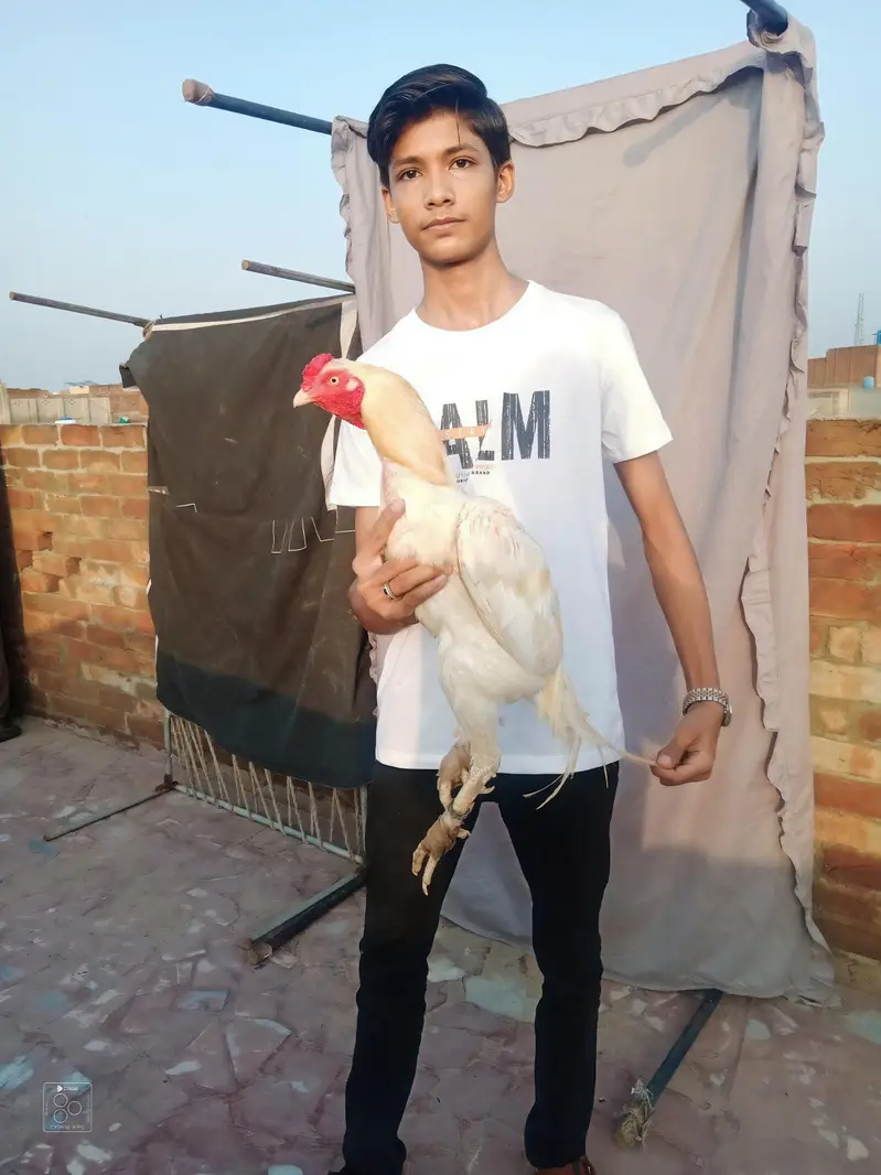 High quality aseel Hira — photo 7
