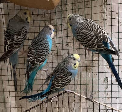 Australian Budgies
