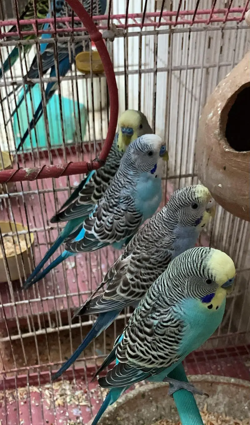 Australian Budgies — photo 2