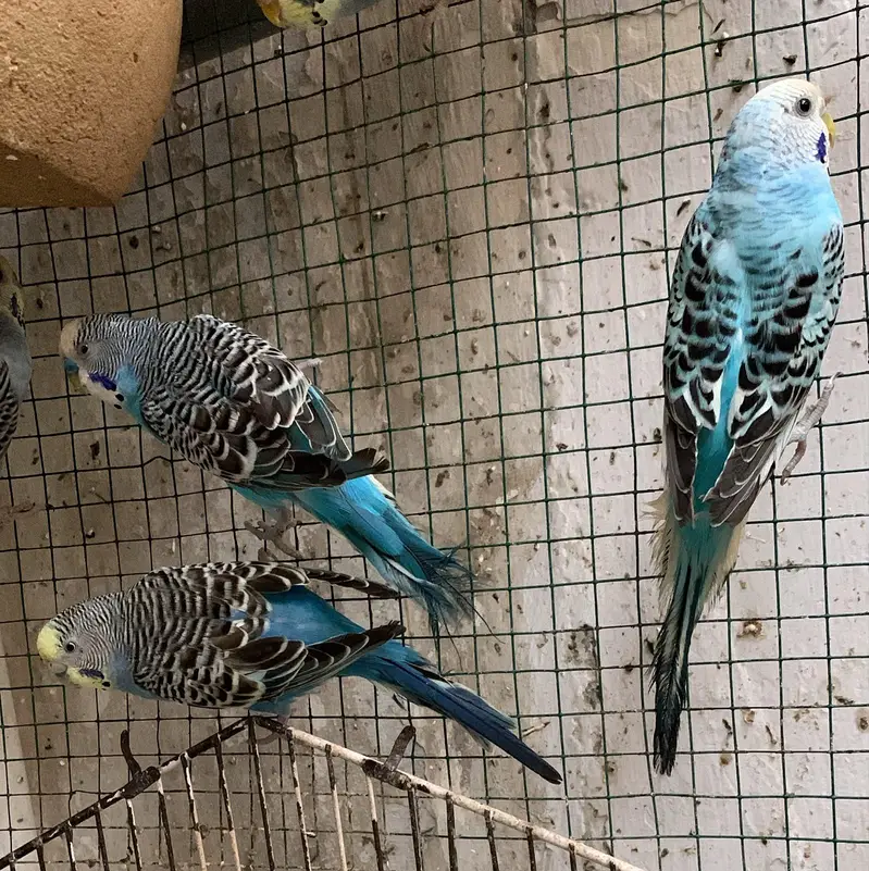 Australian Budgies — photo 3