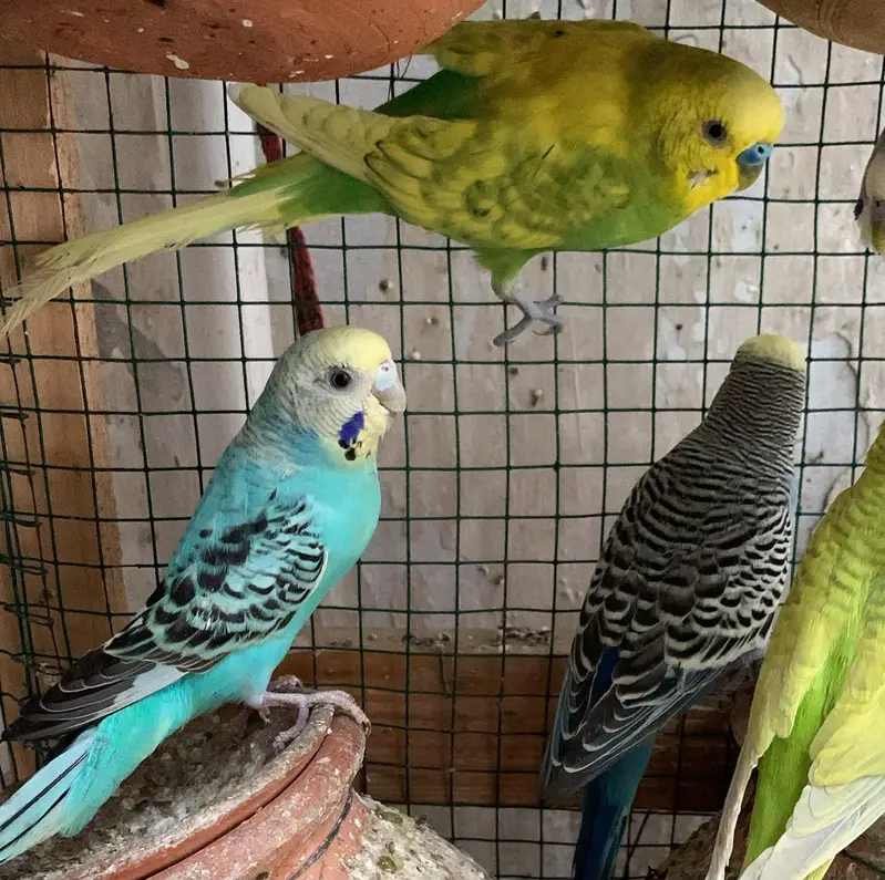 Australian Budgies — photo 4
