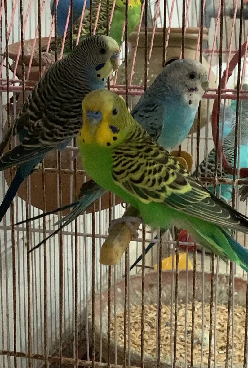 Australian Budgies — photo 5