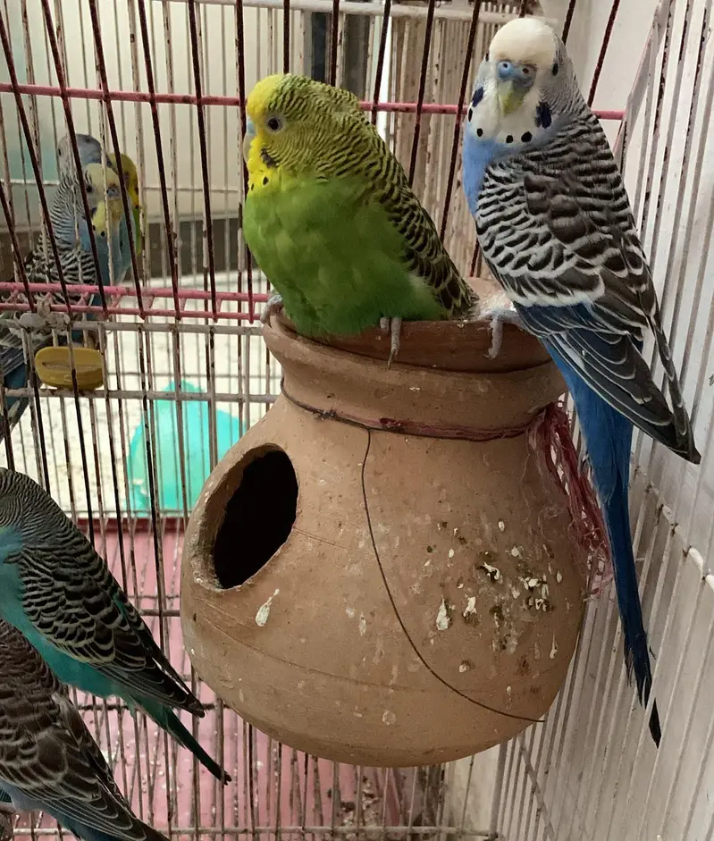 Australian Budgies — photo 6