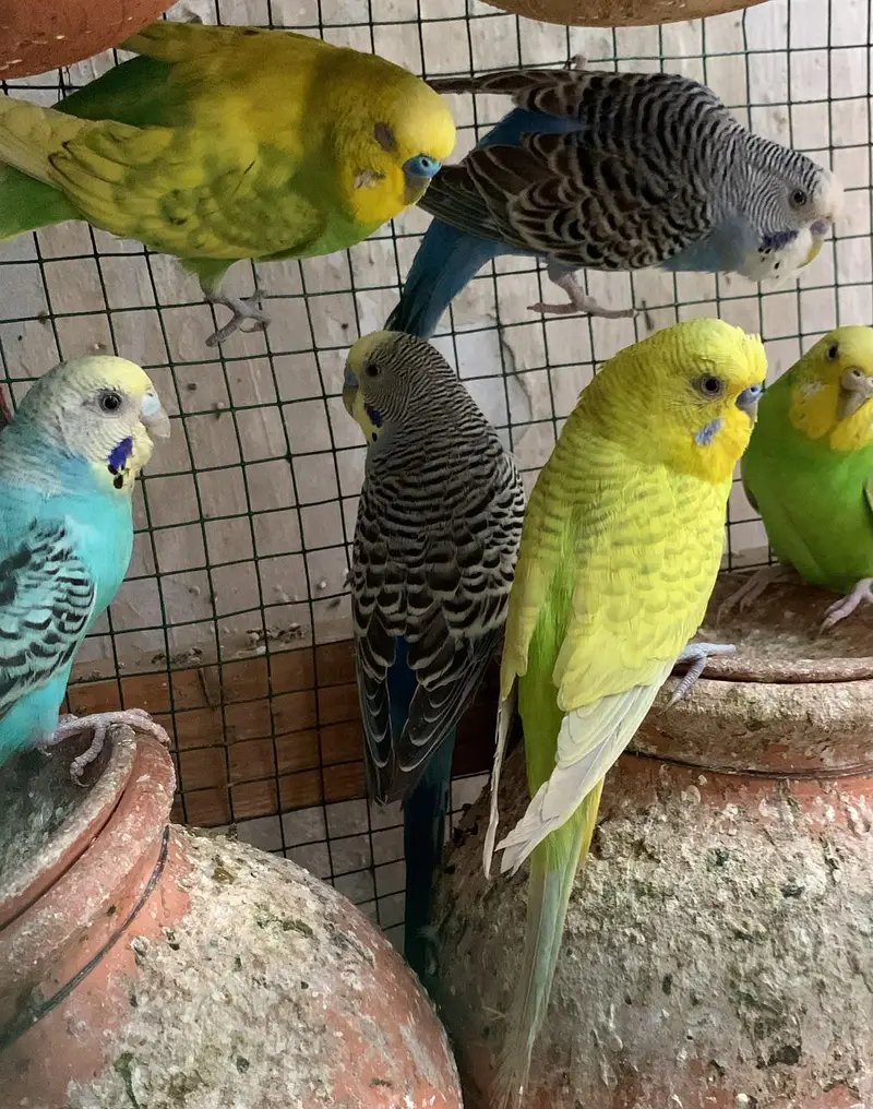 Australian Budgies — photo 7