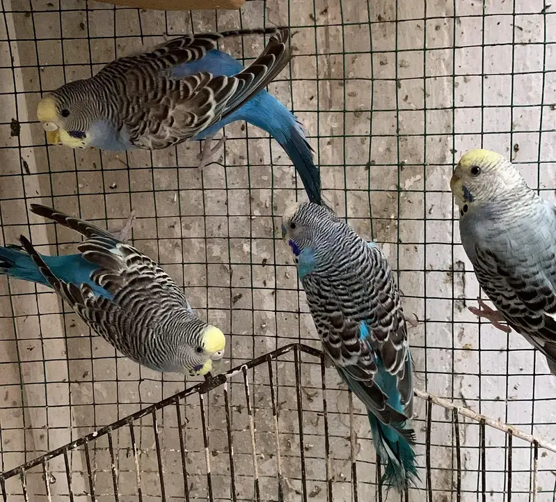 Australian Budgies — photo 9