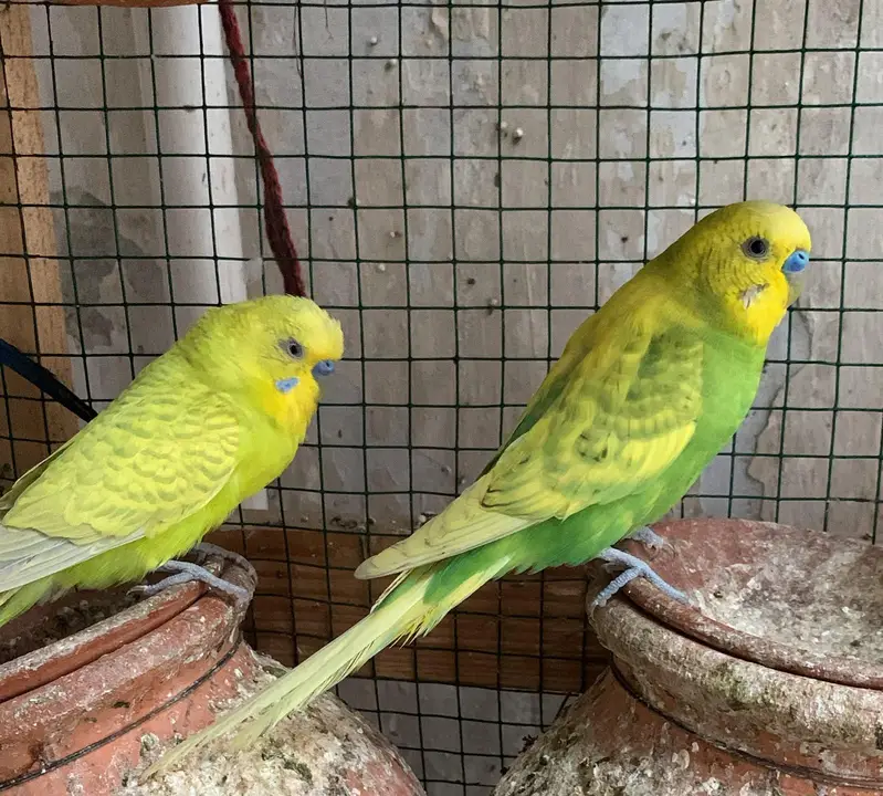 Australian Budgies — photo 12