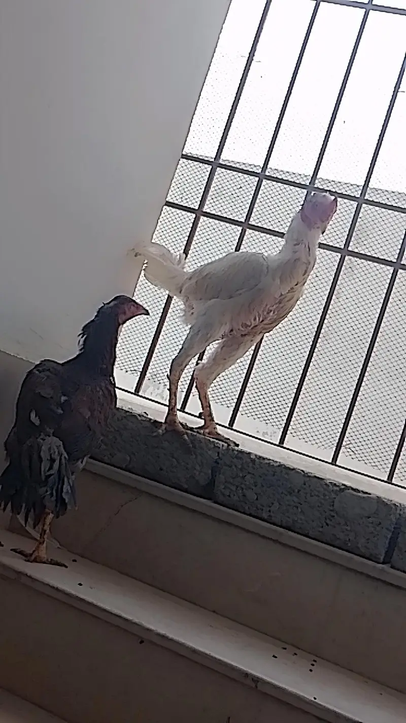 aseel hera murga murgy — photo 2