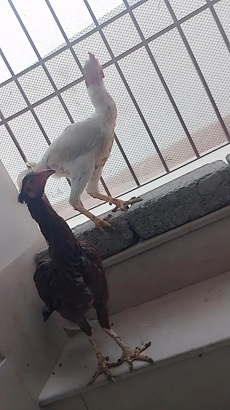 aseel hera murga murgy — photo 3