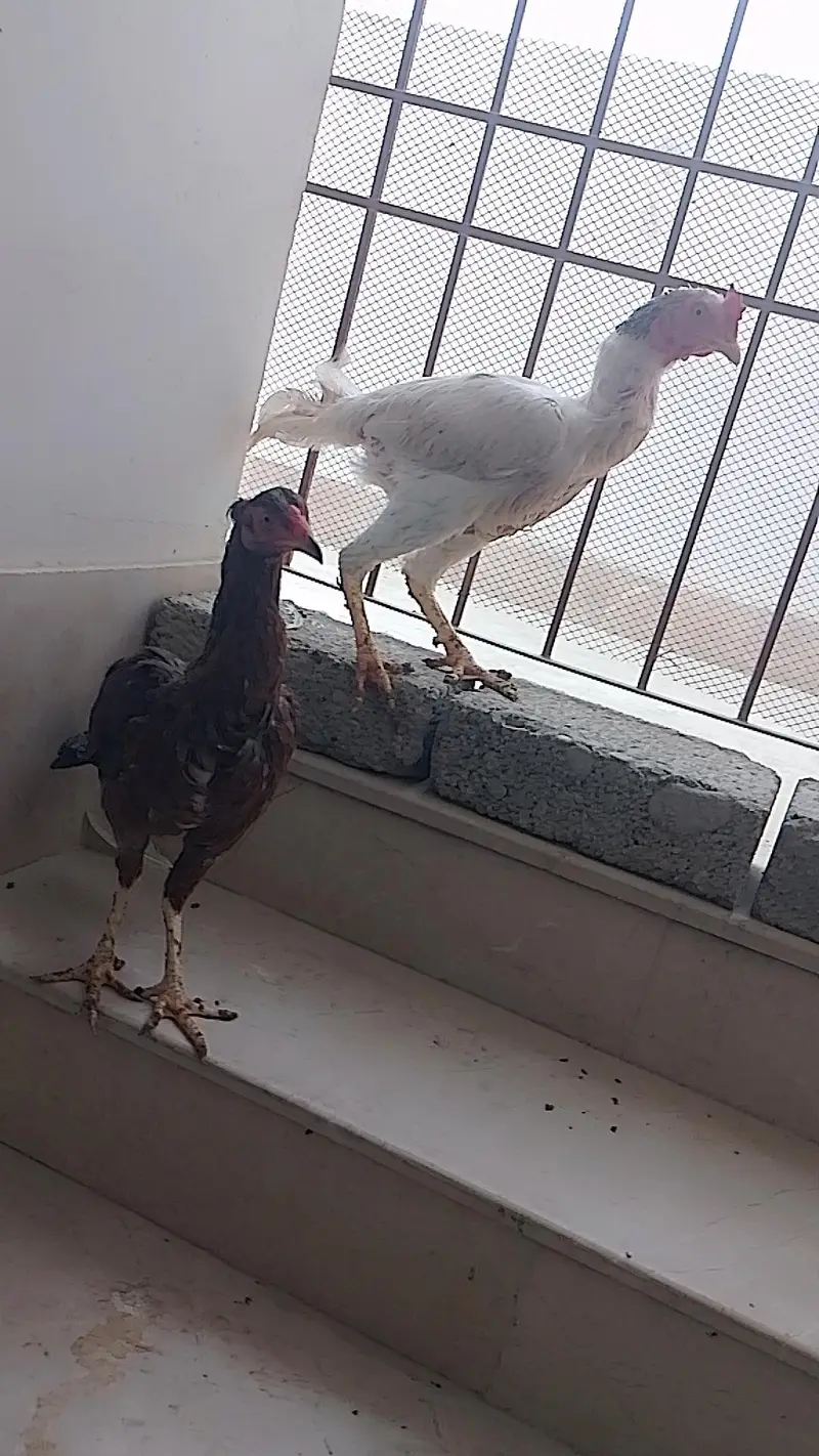 aseel hera murga murgy — photo 4