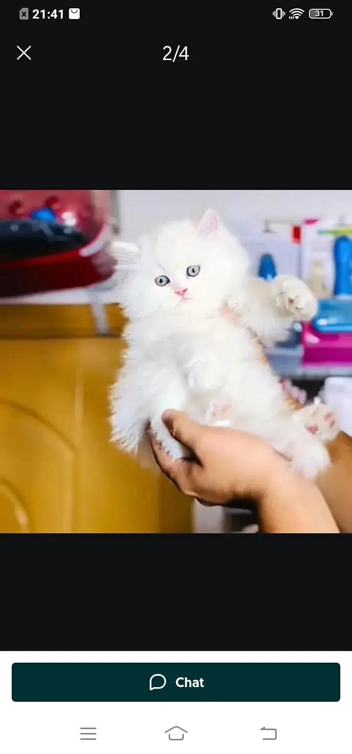 Persian cat for sale male or female33=44=59=12=04 my WhatsApp number — photo 2