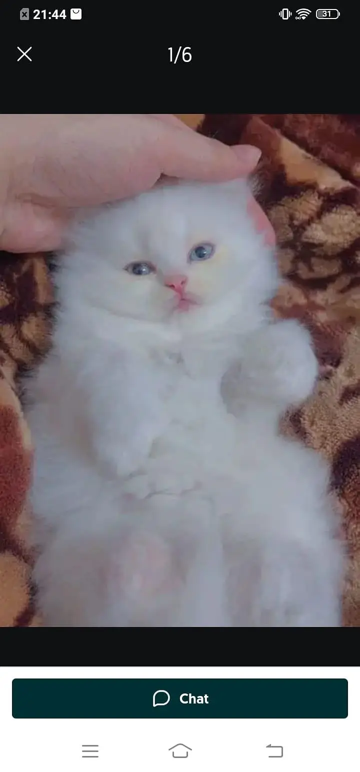Persian cat for sale male or female33=44=59=12=04 my WhatsApp number — photo 3
