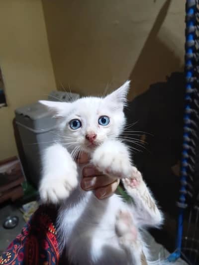 percian cat baby