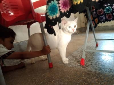 white cute cat for sale