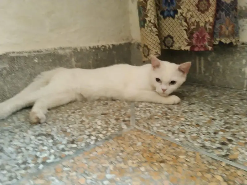 white cute cat for sale — photo 2