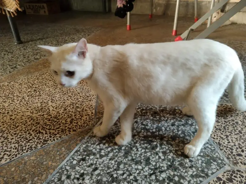 white cute cat for sale — photo 3
