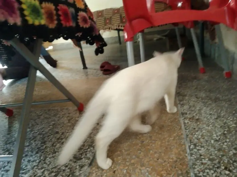 white cute cat for sale — photo 4