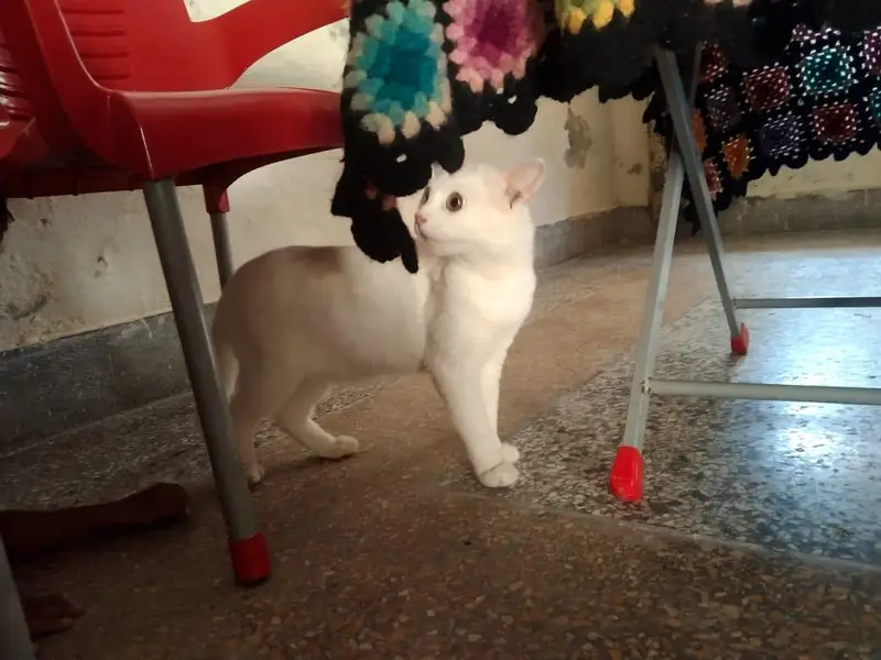 white cute cat for sale — photo 5