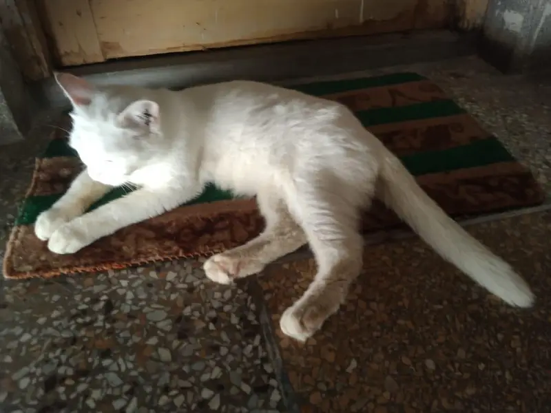 white cute cat for sale — photo 6