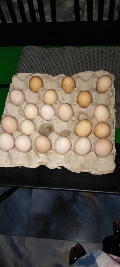 Aseel Eggs
