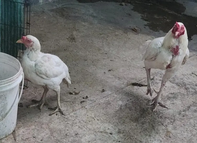 for sale heera aseel negotiable — photo 6