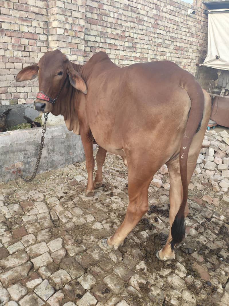 وبصورت ساہیوال اور برہمن کراس بچھی برائے فروخت - عمر 2 سال سے زائد 0