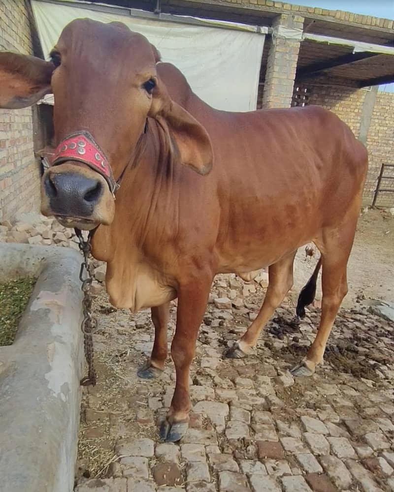 وبصورت ساہیوال اور برہمن کراس بچھی برائے فروخت - عمر 2 سال سے زائد 1