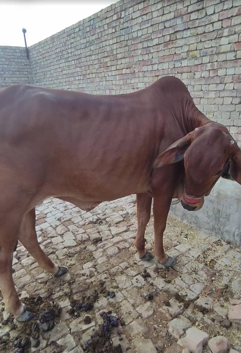 وبصورت ساہیوال اور برہمن کراس بچھی برائے فروخت - عمر 2 سال سے زائد 2