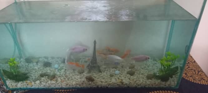 Aquarium full setup for sale
