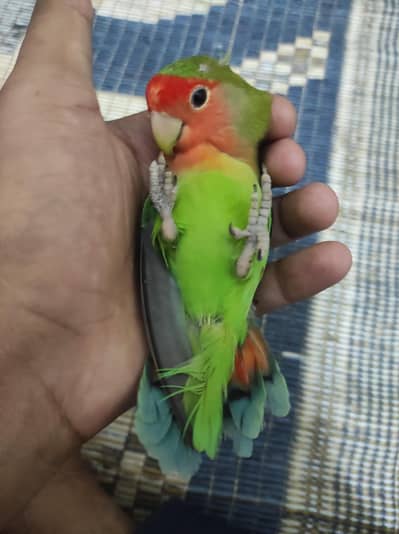 love bird breeder plus tame