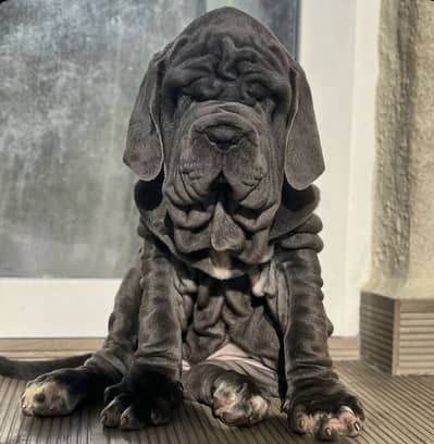 IMPORTED NEAPOLITAN MASTIFF PUPPIES AVAILABLE FOR SALE